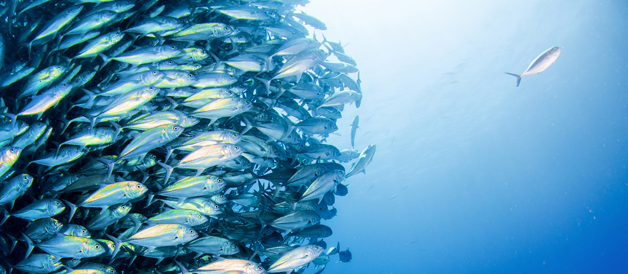 Shattering seven common myths of mentoring