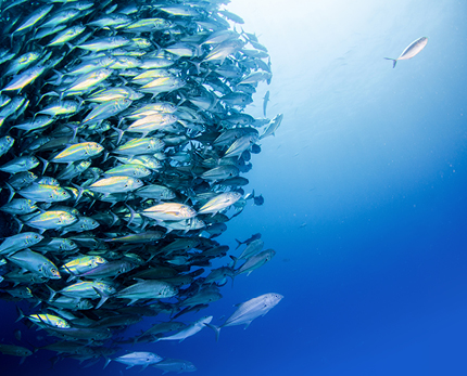 Shattering seven common myths of mentoring